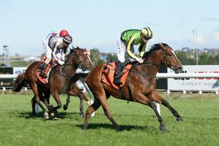 Peaceful (NZ) (Savabeel) bolstered her resume with a win in the Listed Ssangyong Auckland Futurity Stakes. Photo: Trish Dunell